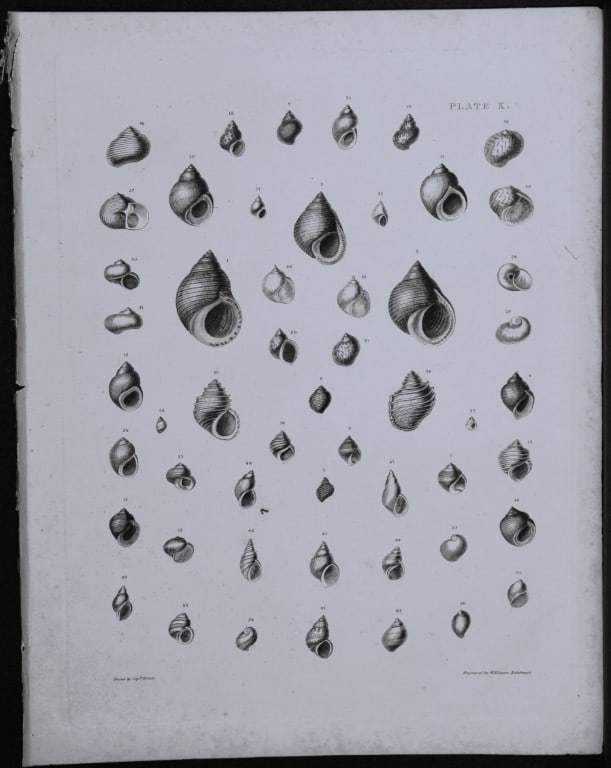 Capt. Thomas Brown - Engraving of shells 1844 (1 of 1)