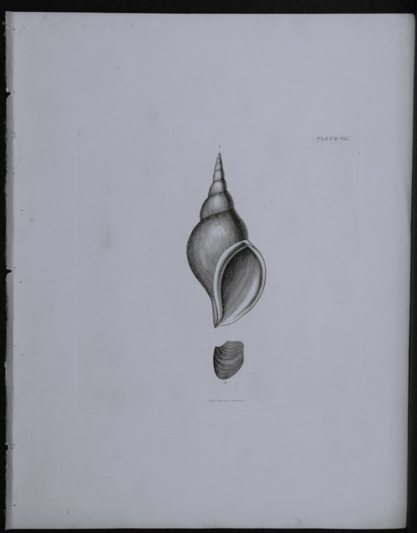 Capt. Thomas Brown - Engraving of shells 1844 (1 of 1)