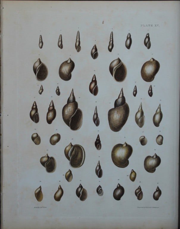 Capt. Thomas Brown - Hand-coloured engraving of shells 1844 (1 of 1)