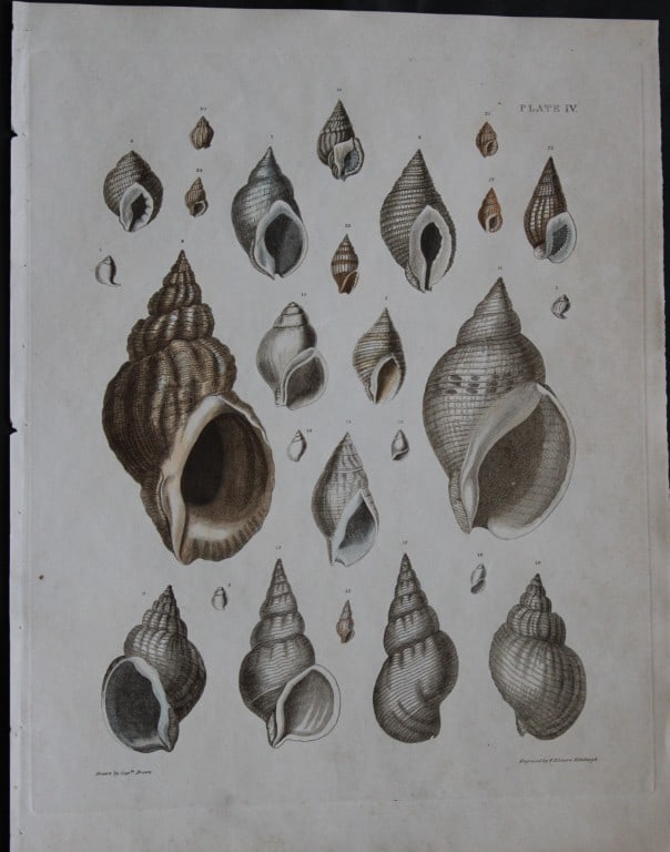 Capt. Thomas Brown - Hand-coloured engraving of shells 1844 (1 of 1)