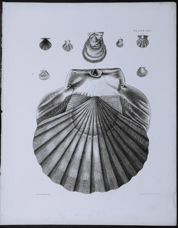 Capt. Thomas Brown - Engraving of shells 1844 (1 of 1)