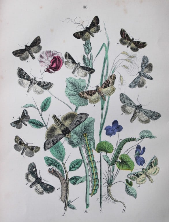 WF Kirby - Hand coloured lithograph from European Butterflies and Moths 1882: This rare hand coloured lithographic print is from European Butterflies and Moths by WF Kirby. Published by Cassell, Petter, Galpin & Co, London 1882. First edition.The book was based upon Berge's Sch