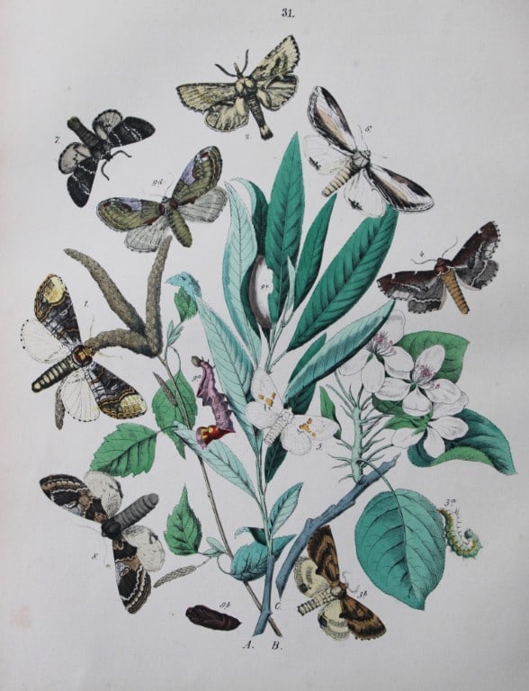 WF Kirby - Hand coloured lithograph from European Butterflies and Moths 1882: This rare hand coloured lithographic print is from European Butterflies and Moths by WF Kirby. Published by Cassell, Petter, Galpin & Co, London 1882. First edition.The book was based upon Berge's Sch