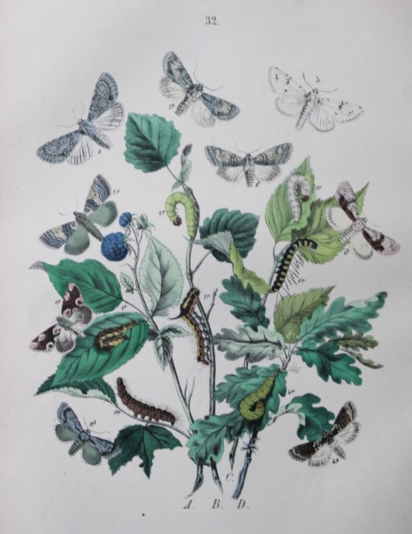WF Kirby - Hand coloured lithograph from European Butterflies and Moths 1882: This rare hand coloured lithographic print is from European Butterflies and Moths by WF Kirby. Published by Cassell, Petter, Galpin & Co, London 1882. First edition.The book was based upon Berge's Sch