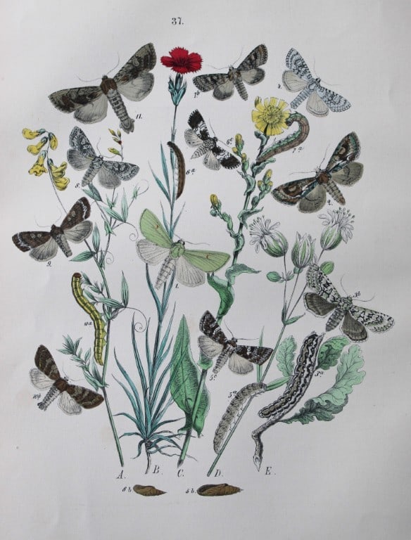 WF Kirby - Hand coloured lithograph from European Butterflies and Moths 1882: This rare hand coloured lithographic print is from European Butterflies and Moths by WF Kirby. Published by Cassell, Petter, Galpin & Co, London 1882. First edition.The book was based upon Berge's Sch