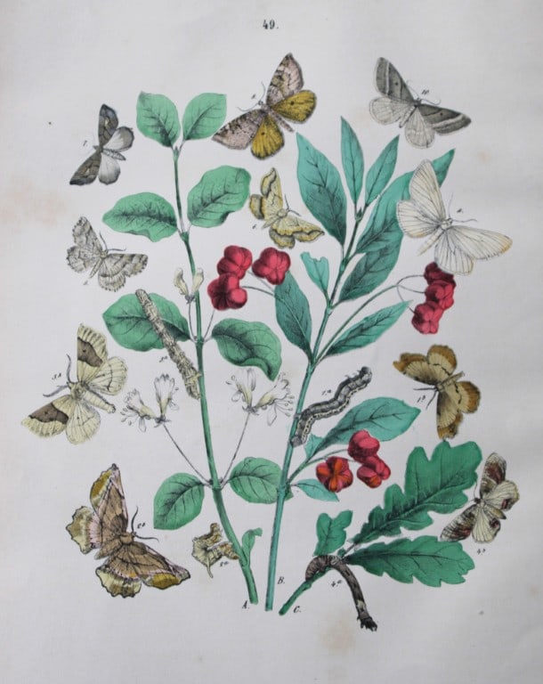 WF Kirby - Hand coloured lithograph from European Butterflies and Moths 1882: This rare hand coloured lithographic print is from European Butterflies and Moths by WF Kirby. Published by Cassell, Petter, Galpin & Co, London 1882. First edition.The book was based upon Berge's Sch