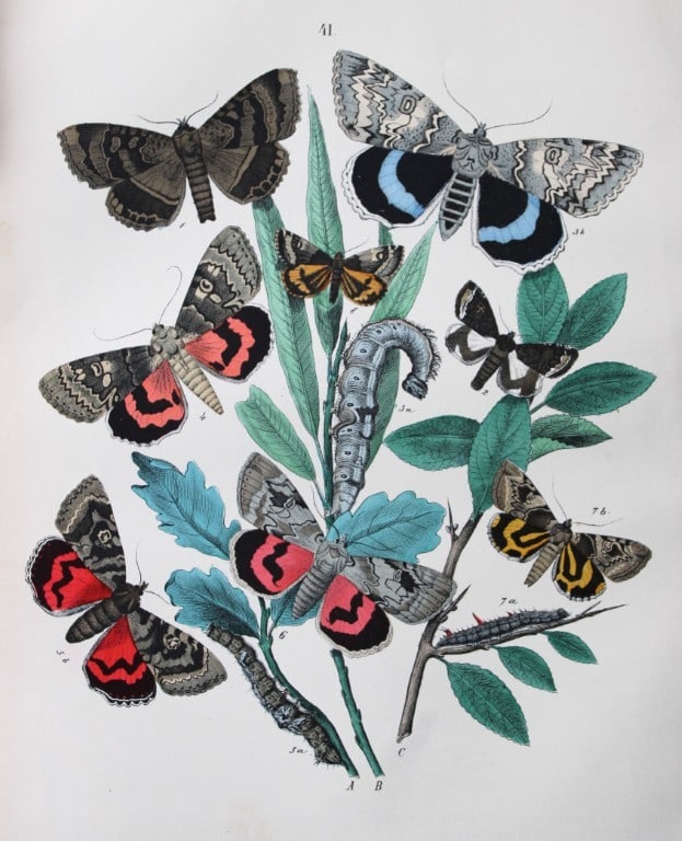WF Kirby - Hand coloured lithograph from European Butterflies and Moths 1882 (1 of 1)