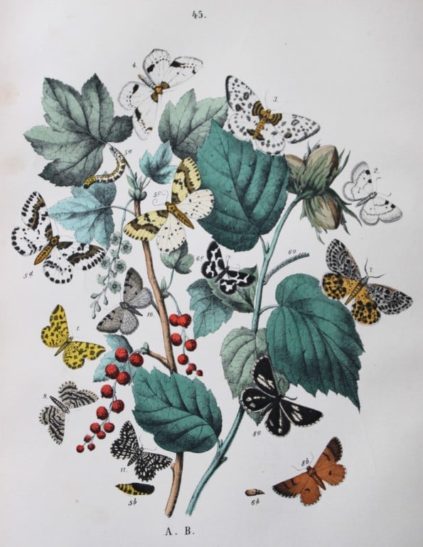 WF Kirby - Hand coloured lithograph from European Butterflies and Moths 1882: This rare hand coloured lithographic print is from European Butterflies and Moths by WF Kirby. Published by Cassell, Petter, Galpin & Co, London 1882. First edition.The book was based upon Berge's Sch