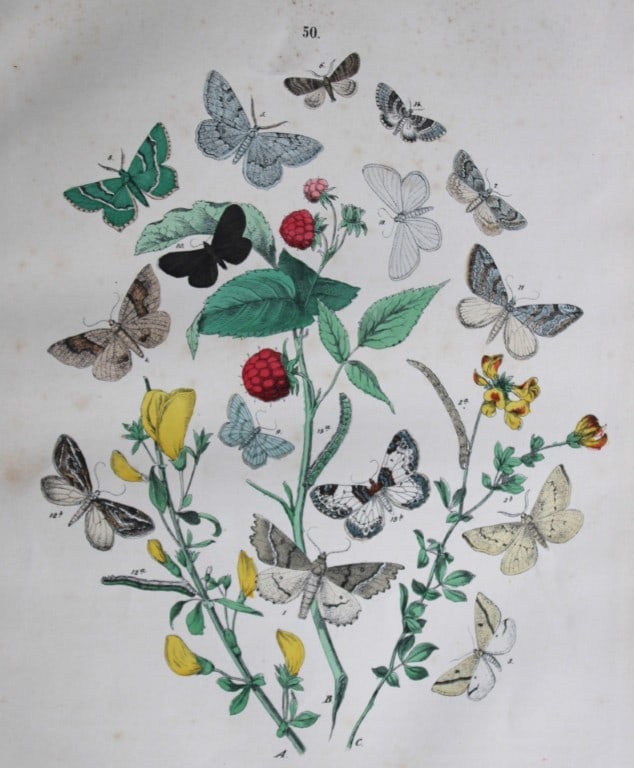 WF Kirby - Hand coloured lithograph from European Butterflies and Moths 1882: This rare hand coloured lithographic print is from European Butterflies and Moths by WF Kirby. Published by Cassell, Petter, Galpin & Co, London 1882. First edition.The book was based upon Berge's Sch
