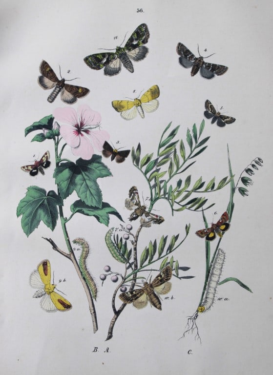 WF Kirby - Hand coloured lithograph from European Butterflies and Moths 1882: This rare hand coloured lithographic print is from European Butterflies and Moths by WF Kirby. Published by Cassell, Petter, Galpin & Co, London 1882. First edition.The book was based upon Berge's Sch
