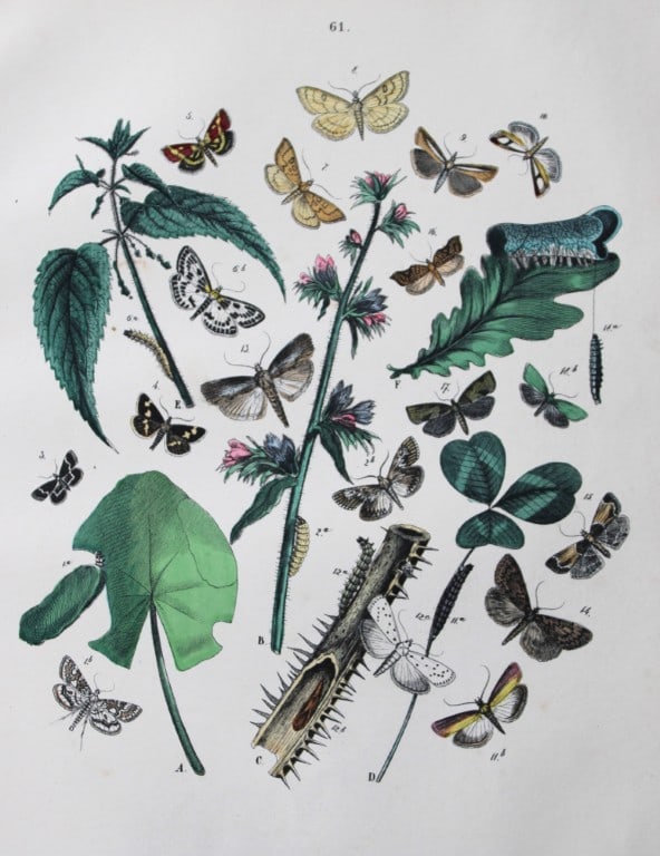 WF Kirby - Hand coloured lithograph from European Butterflies and Moths 1882: This rare hand coloured lithographic print is from European Butterflies and Moths by WF Kirby. Published by Cassell, Petter, Galpin & Co, London 1882. First edition.The book was based upon Berge's Sch