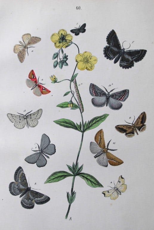 WF Kirby - Hand coloured lithograph from European Butterflies and Moths 1882: This rare hand coloured lithographic print is from European Butterflies and Moths by WF Kirby. Published by Cassell, Petter, Galpin & Co, London 1882. First edition.The book was based upon Berge's Sch