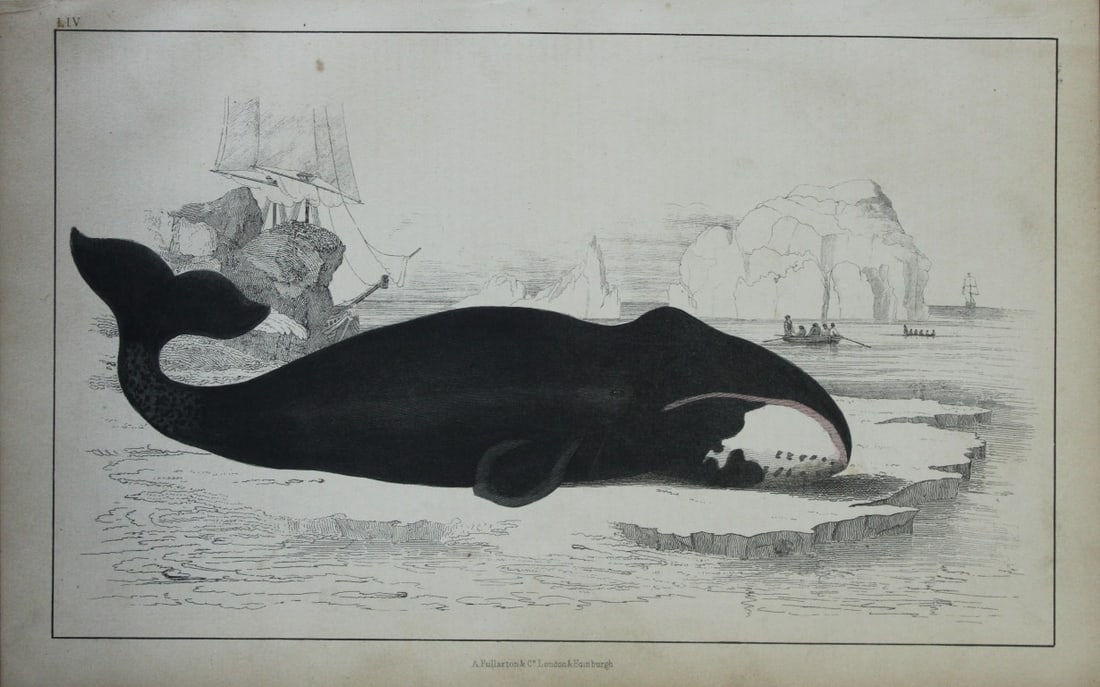 Oliver Goldsmith - Engraving of Whale 1850: This hand-coloured copper-plate engraving is from A History of the Earth and Animated Nature by Oliver Goldsmith (1728-1774) published by A. Fullarton, London 1850. This work sought to draw together v