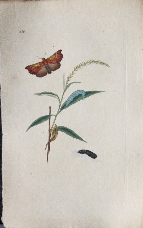 Edward Donovan - Copperplate engraving of Moths 1797: These copperplate engravings are from Edward Donovan's The Natural History of British Insects Vol VI, published in 1797 in London and printed by F & C Rivington.Size: 5.5in x 9in (14cm x 23cm)