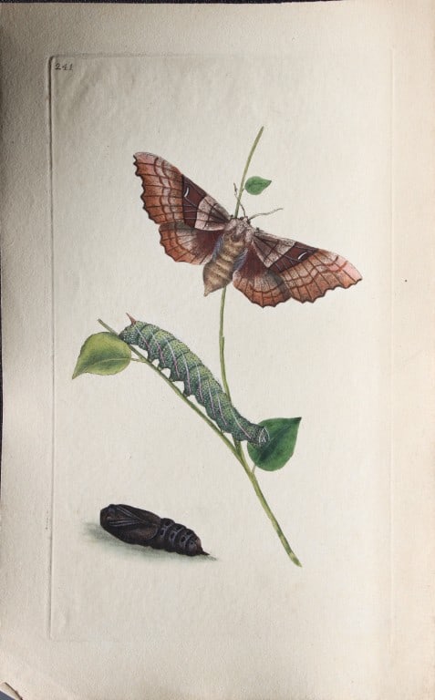 Edward Donovan - Copperplate engraving of Moths 1798: These copperplate engravings are from Edward Donovan's The Natural History of British Insects Vol VII, published in 1798 in London and printed by F & C Rivington.Size: 5.5in x 9in (14cm x 23cm)