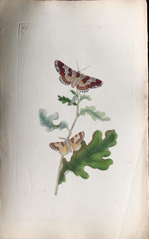 Edward Donovan - Copperplate engraving of Moths 1798: These copperplate engravings are from Edward Donovan's The Natural History of British Insects Vol VII, published in 1798 in London and printed by F & C Rivington.Size: 5.5in x 9in (14cm x 23cm)