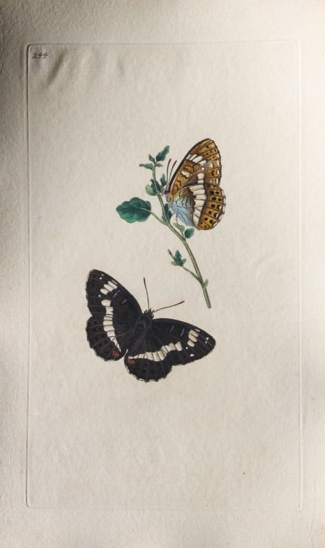 Edward Donovan - Copperplate engraving of Butterflies 1798: These copperplate engravings are from Edward Donovan's The Natural History of British Insects Vol VII, published in 1798 in London and printed by F & C Rivington.Size: 5.5in x 9in (14cm x 23cm)