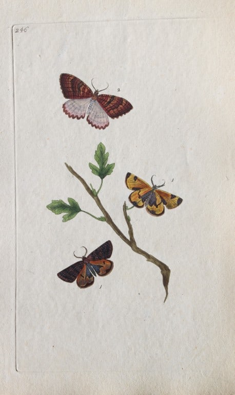 Edward Donovan - Copperplate engraving of Butterflies 1798: These copperplate engravings are from Edward Donovan's The Natural History of British Insects Vol VII, published in 1798 in London and printed by F & C Rivington.Size: 5.5in x 9in (14cm x 23cm)