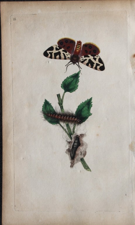 Edward Donovan - Copperplate engraving of Moths 1792: These copperplate engravings are from Edward Donovan's The Natural History of British Insects Vol I, published in 1792 in London and printed by F & C Rivington.Size: 5.5in x 9in (14cm x 23cm)