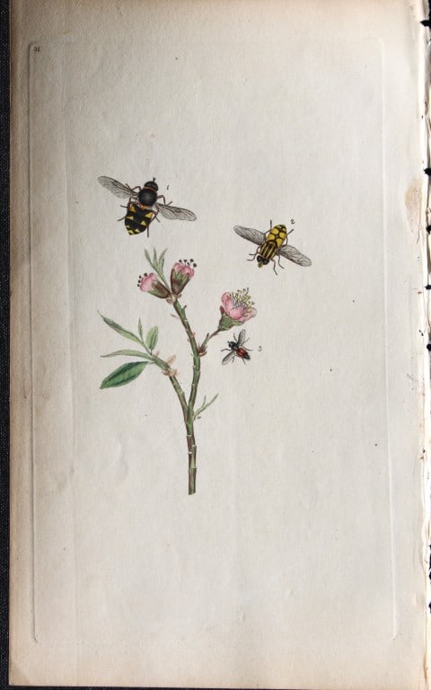Edward Donovan - Copperplate engraving of Insects 1792: These copperplate engravings are from Edward Donovan's The Natural History of British Insects in London and printed by F & C Rivington.Size: 5.5in x 9in (14cm x 23cm)