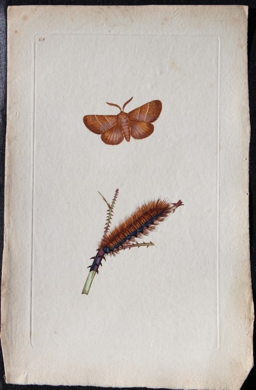 Edward Donovan - Copperplate engraving of Moths 1793: These copperplate engravings are from Edward Donovan's The Natural History of British Insects Vol II, published in 1793 in London and printed by F & C Rivington.Size: 5.5in x 9in (14cm x 23cm)