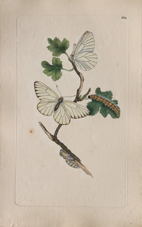 Edward Donovan - Copperplate engraving of Butterflies 1808: These copperplate engravings are from Edward Donovan's The Natural History of British Insects published in London and printed by F & C Rivington.Size: 5.5in x 9in (14cm x 23cm)