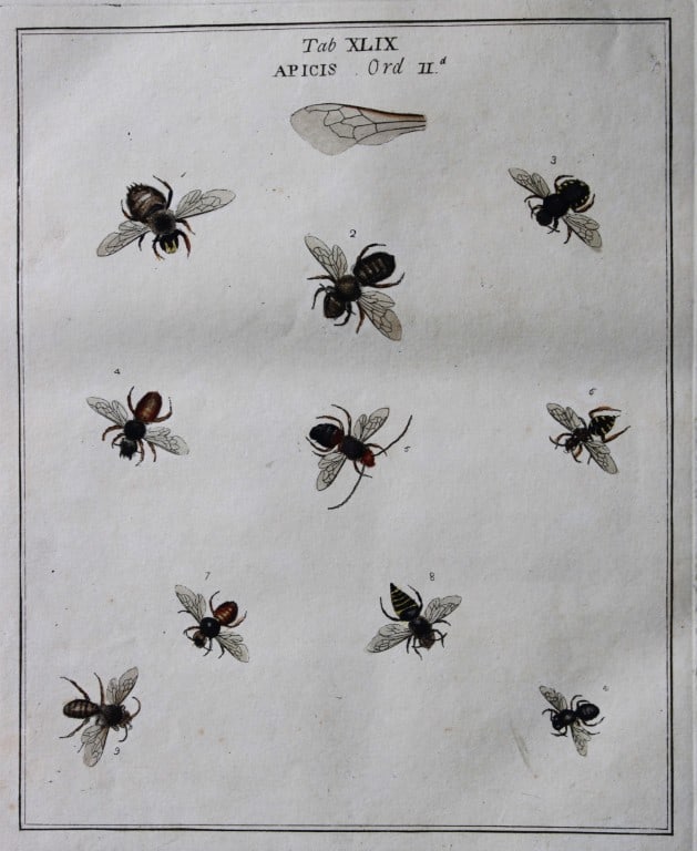 Moses Harris - Rare hand coloured engraving of Bees (Apicis) 1776 (1 of 1)