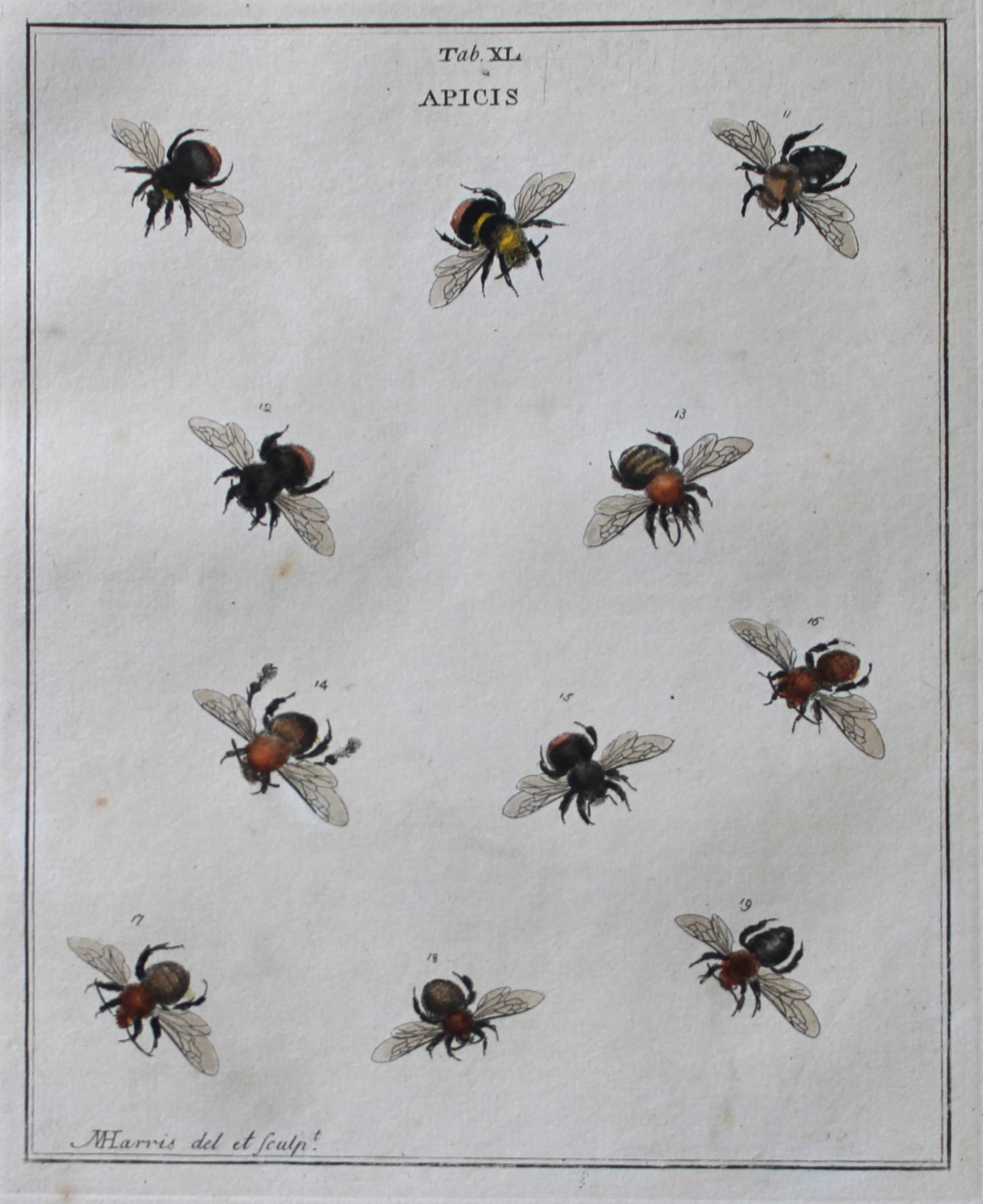 Moses Harris - Rare hand coloured engraving of Bees (Apicis) 1776 (1 of 1)