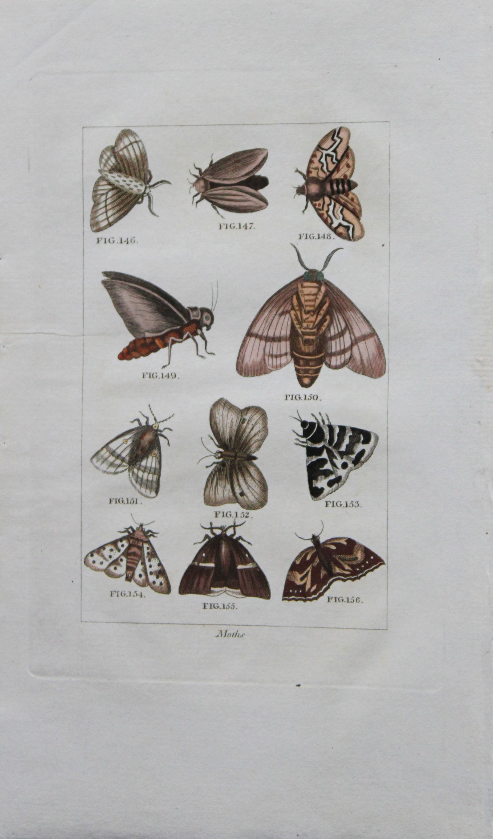 Buffon's Natural History - Hand coloured engraving of insects 1808: This original hand coloured copper plate engraving is from Buffon?s Natural History 1808.The hand colouring is original, and the paper is creamy white. It is in very good condition.Buffon was a French
