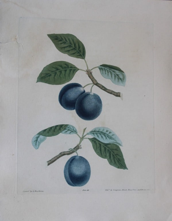 George Brookshaw - Plate XIII Plum varieties from Pomona Britannica 1818: This aquatint engraving, with some stipple, printed in colours and finished by hand is from Pomona Britannica by George Brookshaw. Printed by Bensley and Son and Published by Longman, Hurst, Rees, Orm