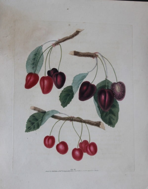 George Brookshaw - Plate VIII Cherry varieties from Pomona Britannica 1818: This aquatint engraving, with some stipple, printed in colours and finished by hand is from Pomona Britannica by George Brookshaw. Printed by Bensley and Son and Published by Longman, Hurst, Rees, Orm