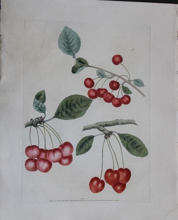George Brookshaw - Plate V Cherry varieties from Pomona Britannica 1818: This aquatint engraving, with some stipple, printed in colours and finished by hand is from Pomona Britannica by George Brookshaw. Printed by Bensley and Son and Published by Longman, Hurst, Rees, Orm