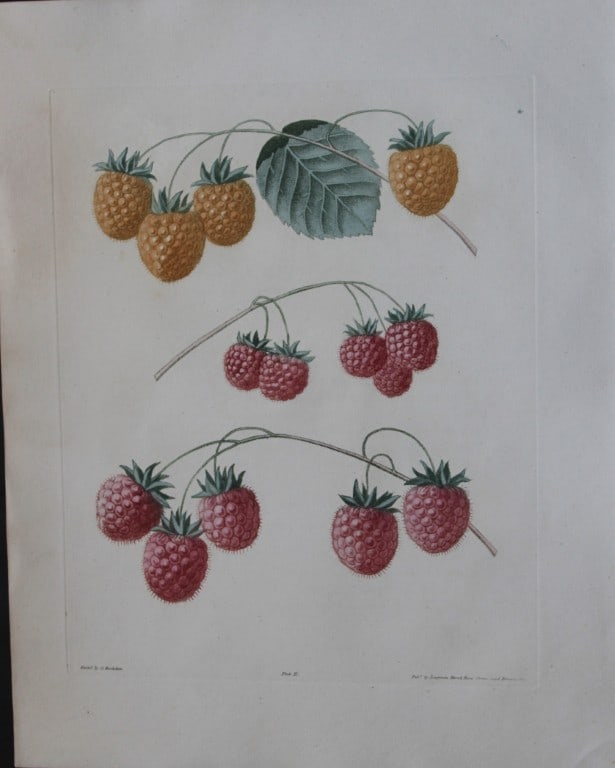 George Brookshaw - Plate II Raspberry varieties from Pomona Britannica 1818: This aquatint engraving, with some stipple, printed in colours and finished by hand is from Pomona Britannica by George Brookshaw. Printed by Bensley and Son and Published by Longman, Hurst, Rees, Orm
