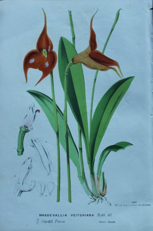 Lemaire & van Houtte - 2 prints from Flore des Serres 1867 (1 of 2)