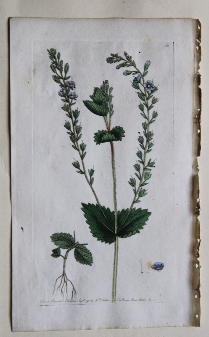 Frederick P Nodder - Engraving from Flora Rustica 1792 (1 of 1)