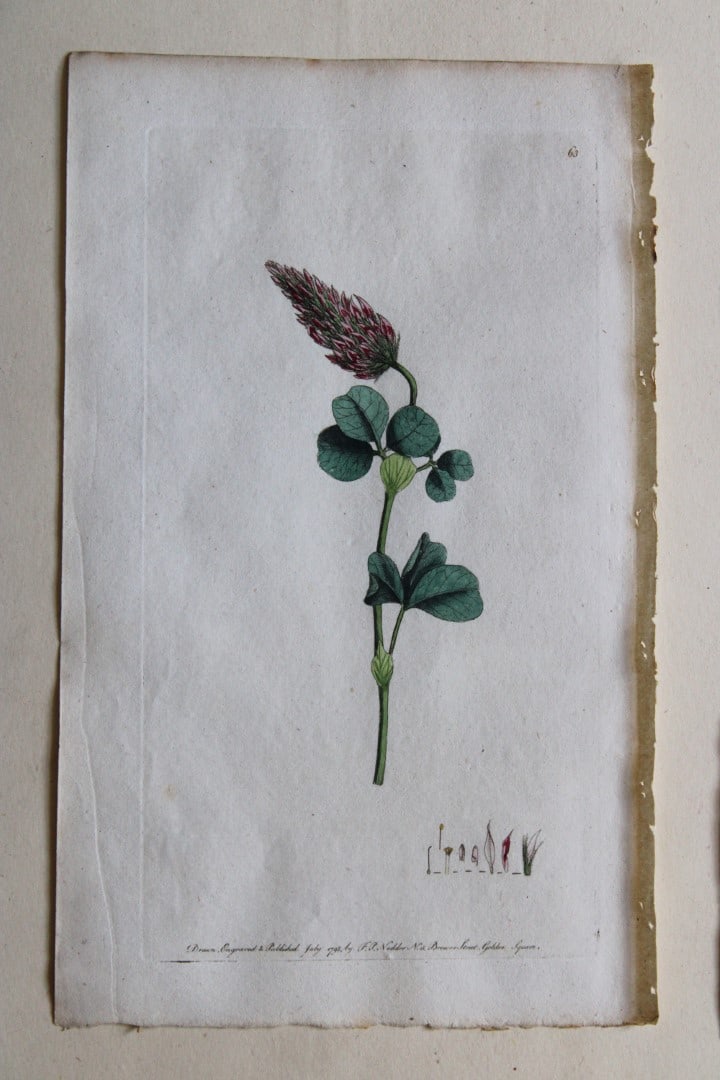 Frederick P Nodder - Engraving from Flora Rustica 1792 (1 of 1)