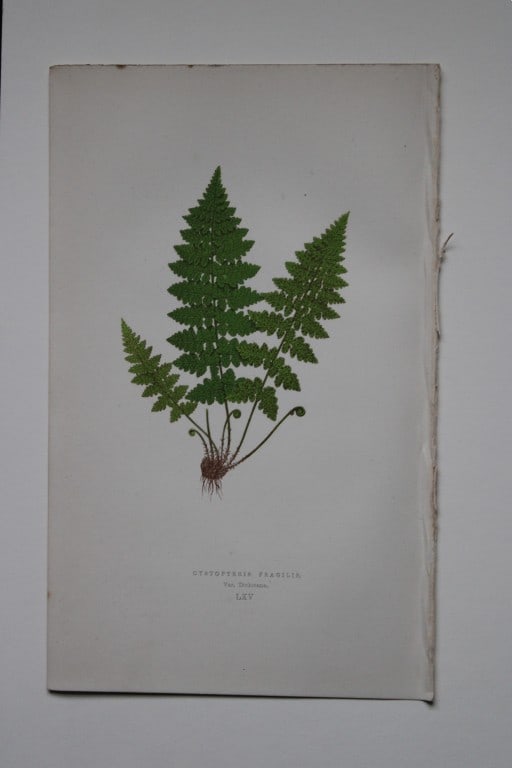 Edward Lowe - 4 hand-coloured fern engravings 1869: These hand-finished colour wood-cut engravings are from Edward Lowe's Our Native Ferns published by Groombridge & Sons, London, 1869. The engravings are of:Athyrium Filix-Foemina;Athyrium Filix-Foemin