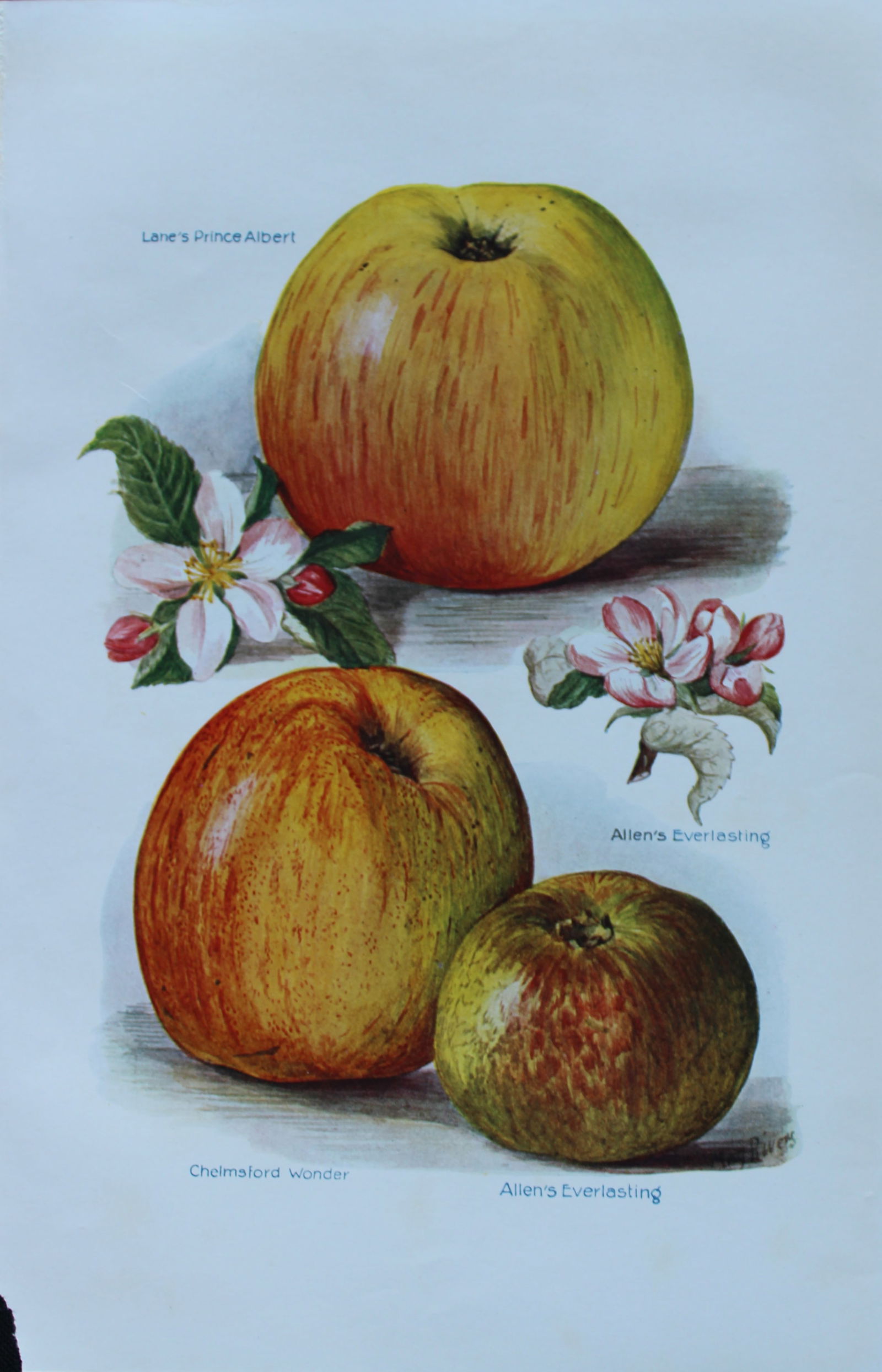 May Rivers - Apple varieties from the Fruit Grower's Guide 1924: This beautiful chromolithographed print is from the updated and revised work, The Fruit Grower?s Guide by Horace Wright, published in 1924. Horace Wright was the son of John Wright who first published