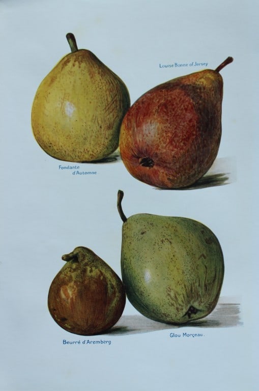 May Rivers - Pear varieties from the Fruit Grower's Guide 1924: This beautiful chromolithographed print is from the updated and revised work, The Fruit Grower?s Guide by Horace Wright, published in 1924. Horace Wright was the son of John Wright who first published