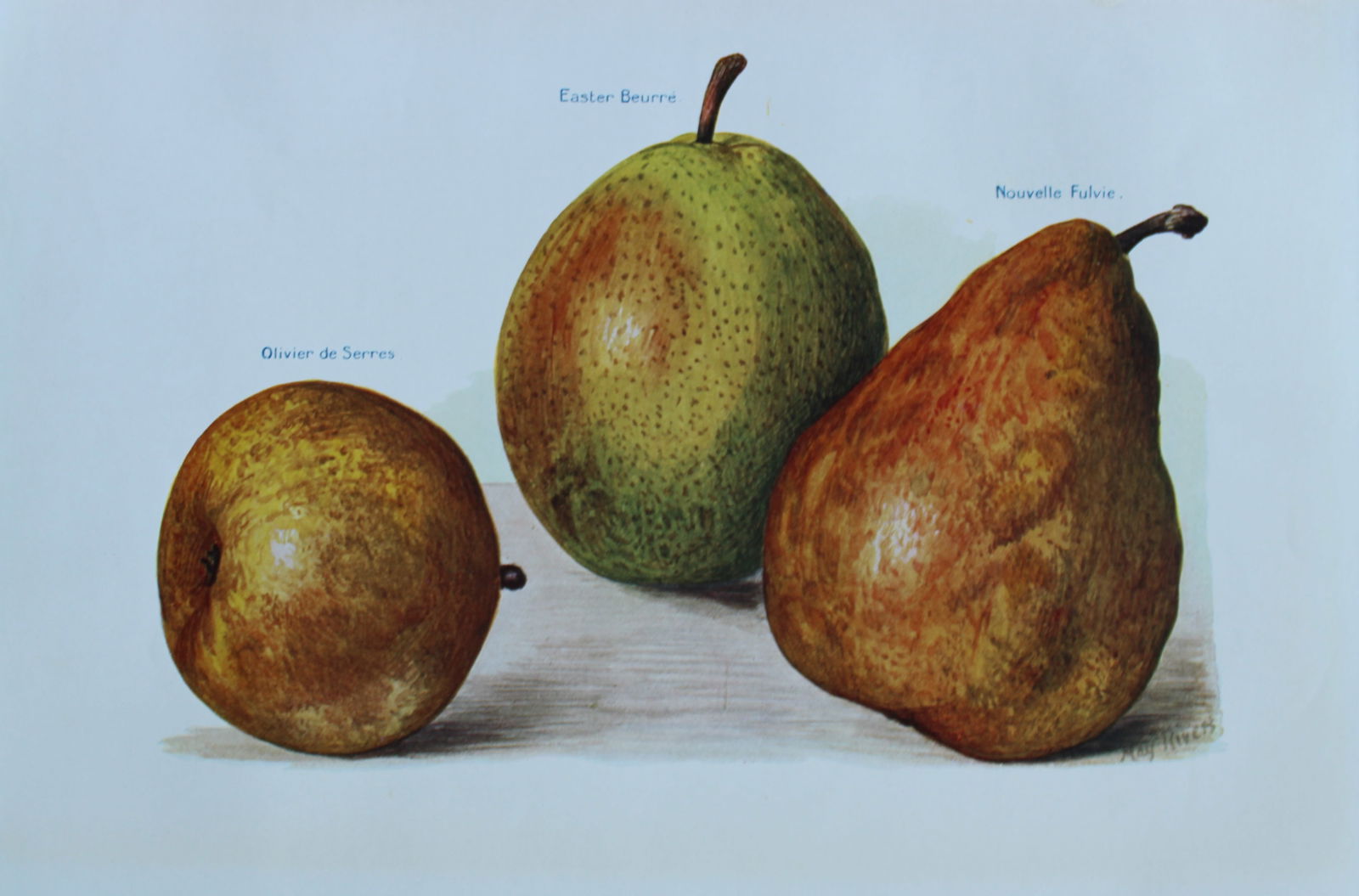 May Rivers - Pear varieties from the Fruit Grower's Guide 1924: This beautiful chromolithographed print is from the updated and revised work, The Fruit Grower?s Guide by Horace Wright, published in 1924. Horace Wright was the son of John Wright who first published