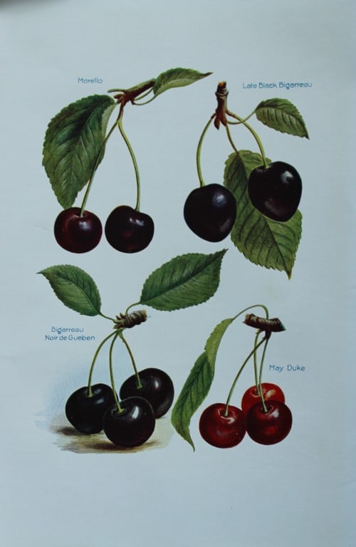 May Rivers - Cherry varieties from the Fruit Grower's Guide 1924: This beautiful chromolithographed print is from the updated and revised work, The Fruit Grower?s Guide by Horace Wright, published in 1924. Horace Wright was the son of John Wright who first published