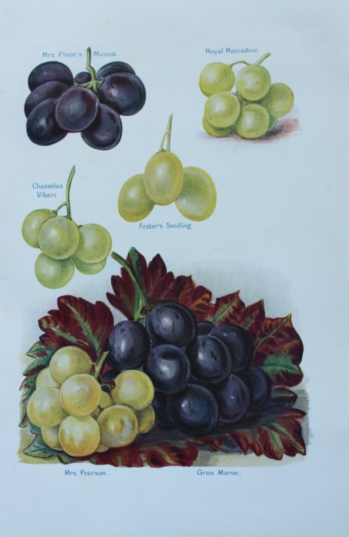 May Rivers - Apple varieties from the Fruit Grower's Guide 1924: This beautiful chromolithographed print is from the updated and revised work, The Fruit Grower?s Guide by Horace Wright, published in 1924. Horace Wright was the son of John Wright who first published
