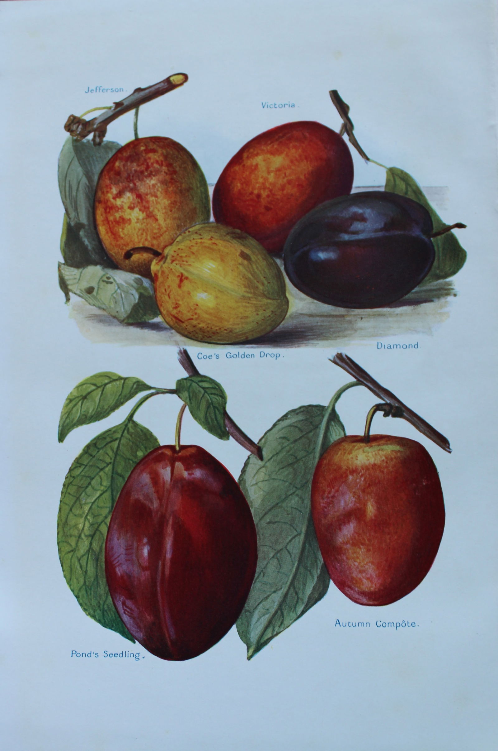 May Rivers - Plum varieties from the Fruit Grower's Guide 1924: This beautiful chromolithographed print is from the updated and revised work, The Fruit Grower?s Guide by Horace Wright, published in 1924. Horace Wright was the son of John Wright who first published