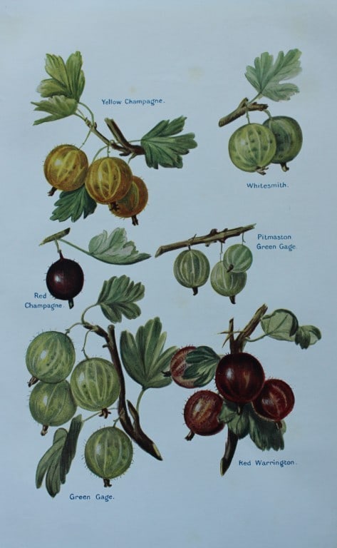 May Rivers - Gooseberry varieties from the Fruit Grower's Guide 1924: This beautiful chromolithographed print is from the updated and revised work, The Fruit Grower?s Guide by Horace Wright, published in 1924. Horace Wright was the son of John Wright who first published