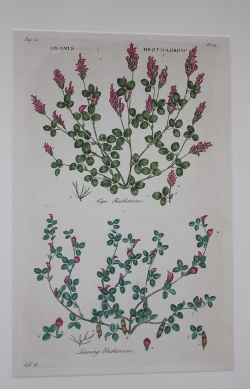 Sir John Hill - Engraving of Restharrow Plant from The Vegetable System 1770-75 (1 of 1)