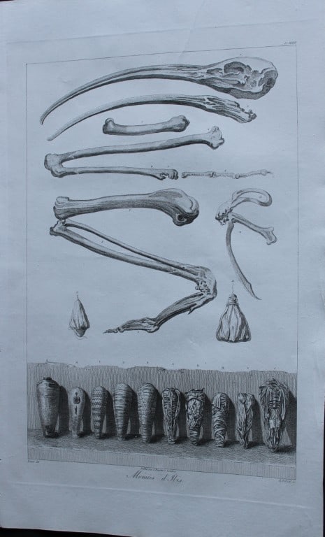 Momies d'Ibis by Vivant Denon 1807: This is plate 82 from the Voyage dans la Basse et la Haute-Egypte pendant les campagnes du General Bonaparte by Dominique Vivant Denon. Published by Samuel Bagster, London 1807.The first member of the