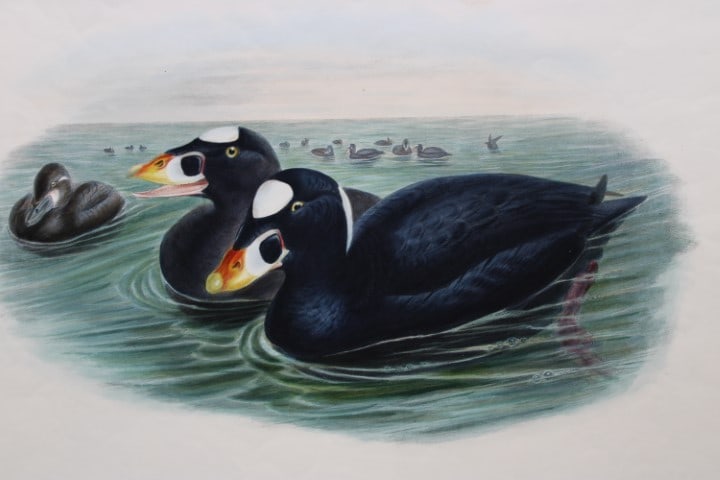 John Gould - Original lithograph of Surf Scoter 1862-73 (1 of 2)