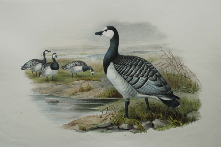 John Gould - Original lithograph of Bernicle Goose 1862-73 (1 of 2)