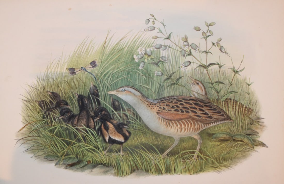 John Gould - Original lithograph of Land-rail or Corncrake 1862-73 (1 of 2)