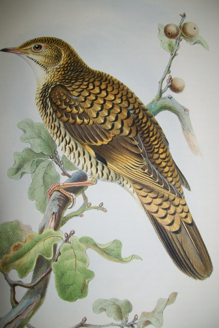 John Gould - Original lithograph of White's Thrush 1862-73 (1 of 2)